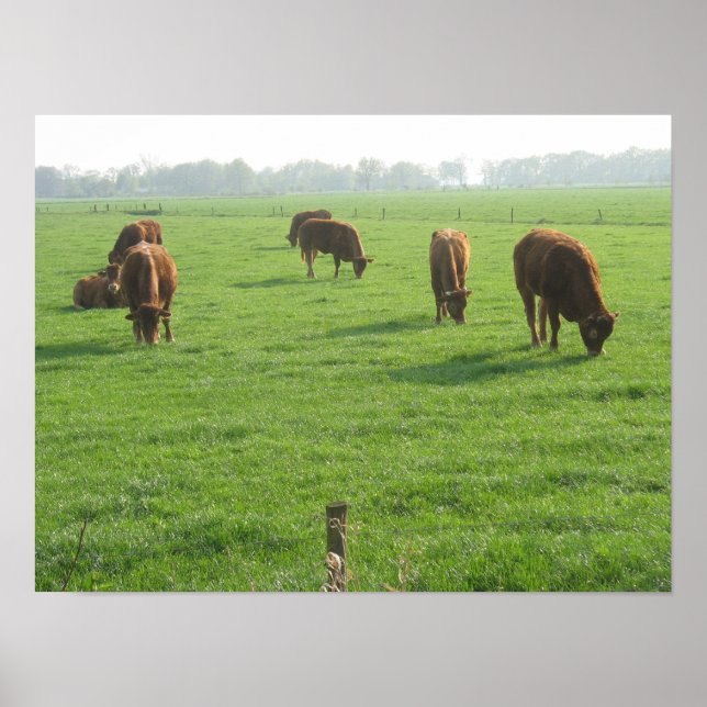 Impressão de Poster de Fotografias de Vacas (Frente)