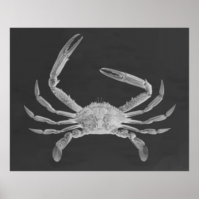 Impressão de Poster de triptych de caranguejo sobr (Frente)