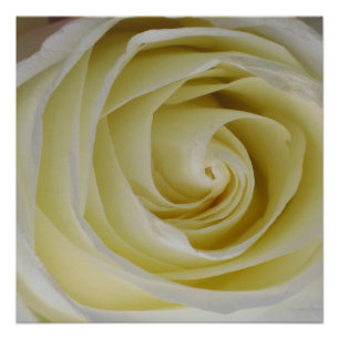 Impressão de Poster Rosa Amarela