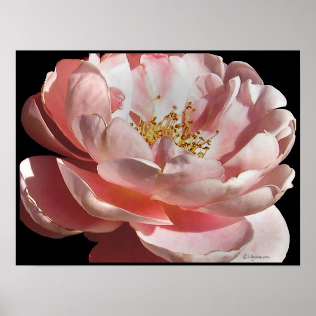 Impressão de Poster rosa rosa velho e rosa (Frente)