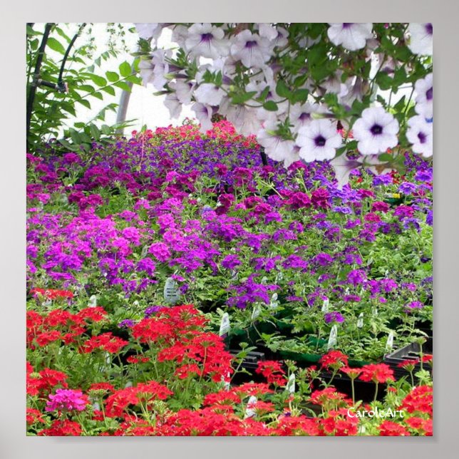 Impressão de Profusão de Flor Roxo (Frente)
