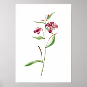 Impressão de Red Willowweed por Mary Vaux Walcott