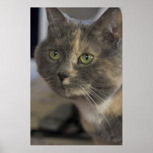 Impressão de Retrato de Cat