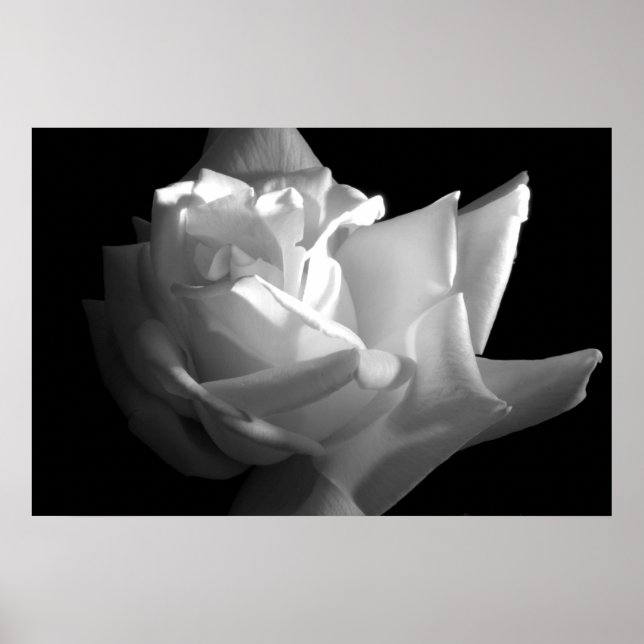 Impressão de Rosa drama (Frente)