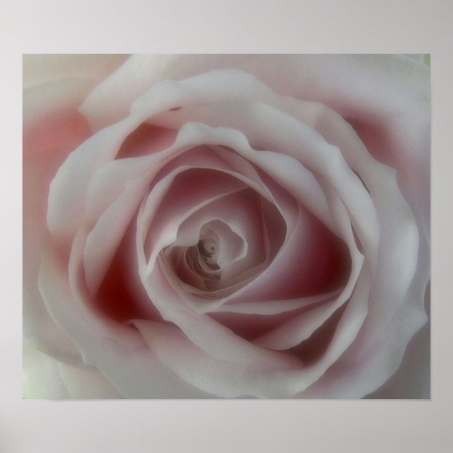 Impressão de Rosa Rosa Suave (Frente)