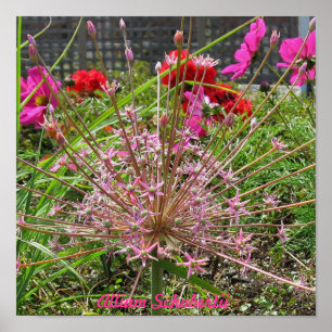 Impressão de Schubertii do Allium