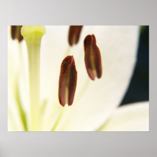 Impressão de serenidade