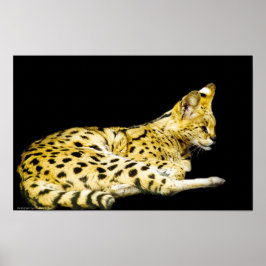 Impressão de Serval