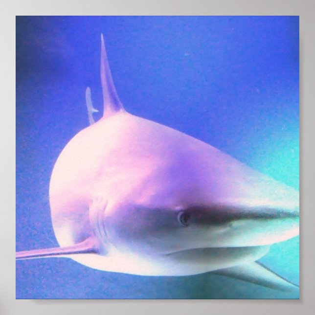 Impressão de Shark Assassino (Frente)