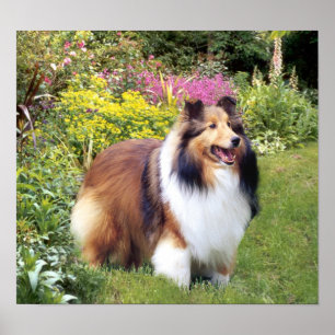 Impressão de Sheltie