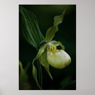 Impressão de Slipper Amarelo