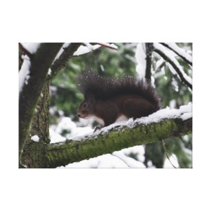 Impressão de Solteiro de Foto de Inverno de Esquil