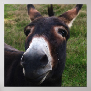 Impressão de sorriso do asno