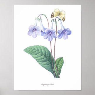 Impressão de Streptocarpus de MAIOR QUALIDADE