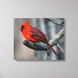 Impressão de Tela Cardinal