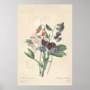 Impressão de Tela de Ervilha Doce