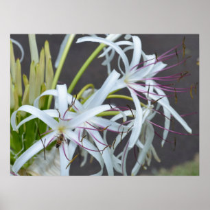 Impressão de tela de fragrância floral