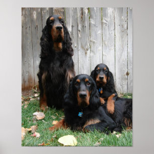 Impressão de tela de Gerações do Gordon Setter