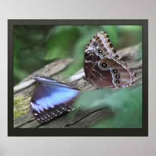 Impressão de Tela de Morfos Azul - 24x20 - outros