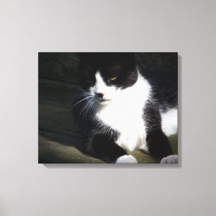 Impressão de tela estendida de 20"x16" Tuxedo Cat
