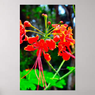Impressão de tela esticada do Orgulho de Barbados