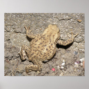 Impressão de Toad de Rastreamento de Cute