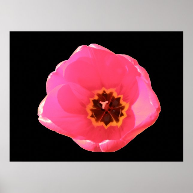 Impressão de Tulipa Rosa (Frente)