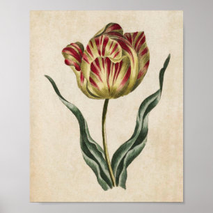 Impressão de Tulipas Botânicas Vintage