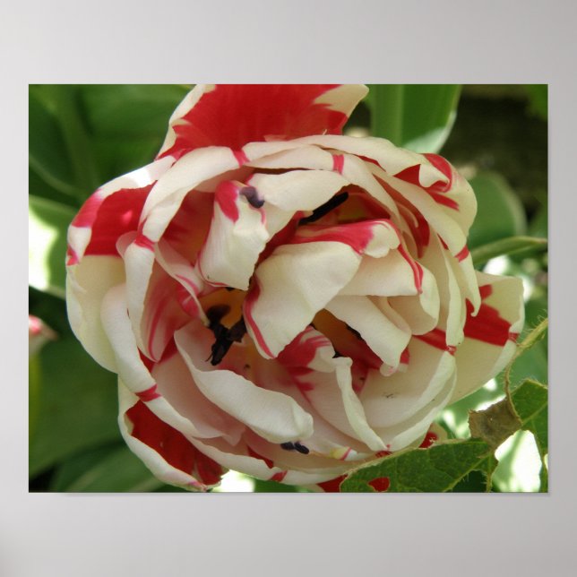 Impressão de Tulipas Brancas e Rosa (Frente)