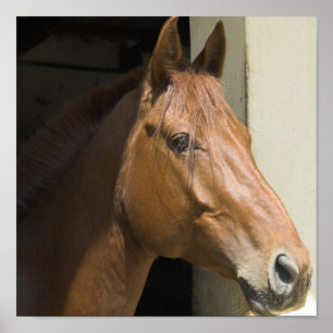 Impressão de um quarto americano da foto do caval