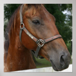 Impressão de um quarto do poster do cavalo