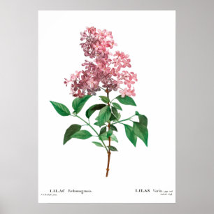 impressão de uma Poster lilás chinesa
