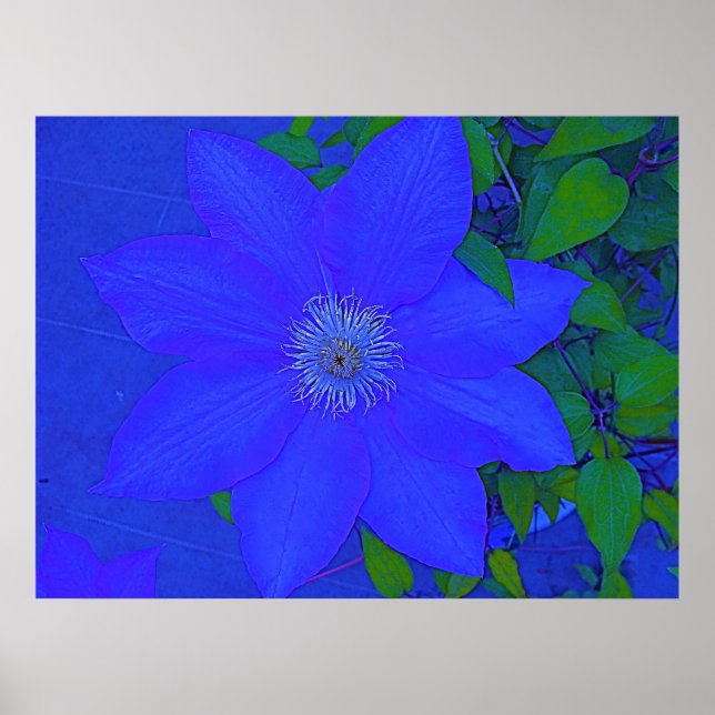 Impressão de Urchin de Flor Azul (Frente)