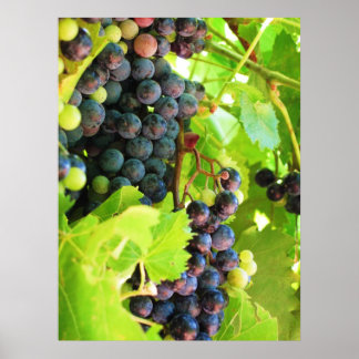 Impressão de uvas
