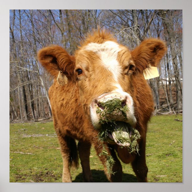 Impressão de vaca (Frente)