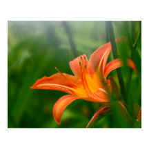 Impressão de Verão, Papel Poster de Valor (Matte)