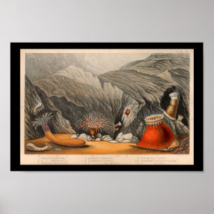 Impressão de Vida Marinha de Anemone do Mar do Oce