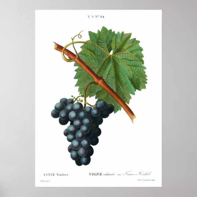 Impressão de vinha de Poster de uvas (Frente)