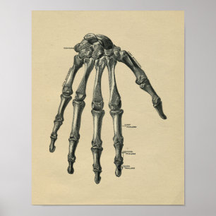 Impressão de Vintage, 1902, Anatomia da Mão Humana