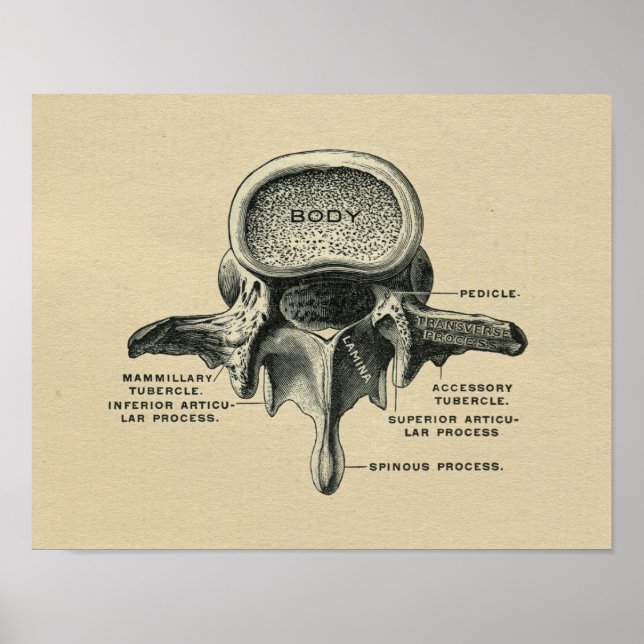 Impressão de Vintage, 1902, Anatomia das vértebras (Frente)