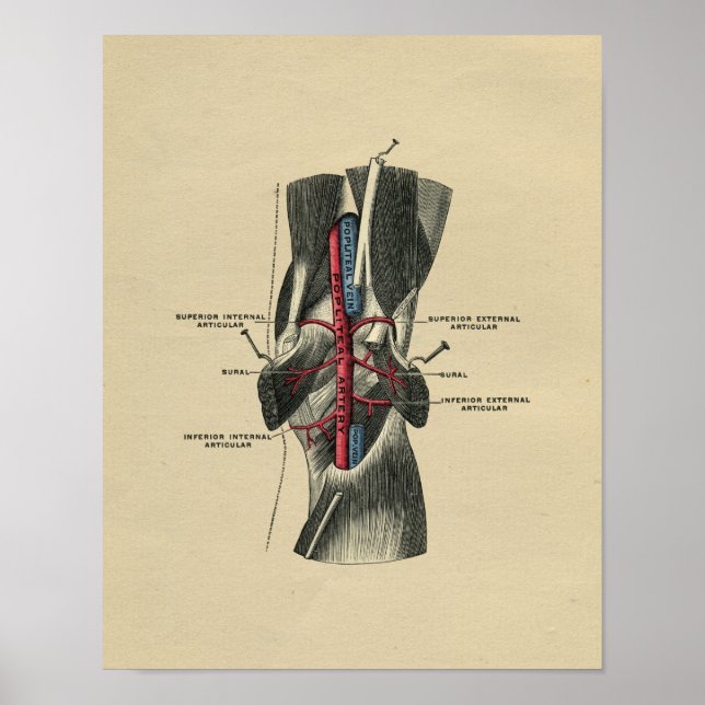 Impressão de Vintage, 1902, Anatomia do joelho hum (Frente)