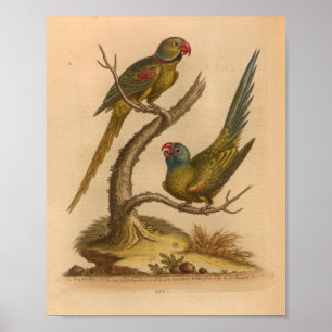 Impressão de Vintage Bird Red Parrots
