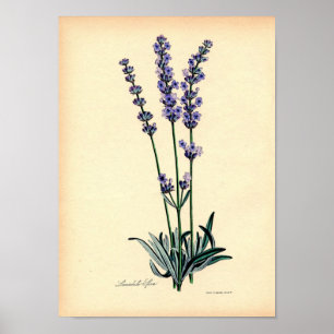 Impressão de Vintage Botânica - Lavanda