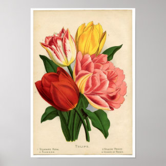 Impressão de Vintage Botânica - Tulipas