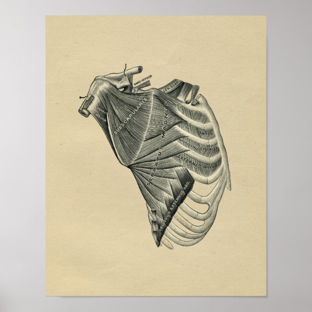 Impressão de Vintage da Anatomia do Ombro Humano 1 (Frente)