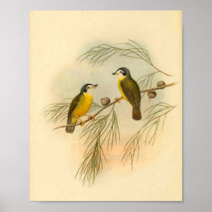 Impressão de Vintage de aves amarelas de folha br
