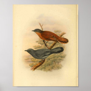Impressão de Vintage de cinza Cuckoo Shrike