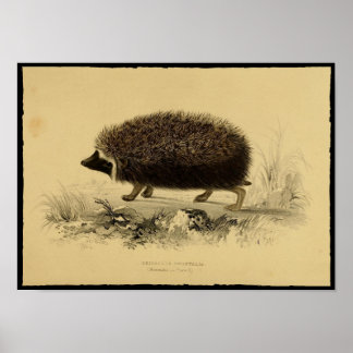 Impressão de Vintage de Hedgehog Poster