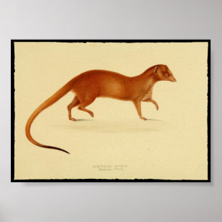 Impressão de Vintage de Mongoose Poster