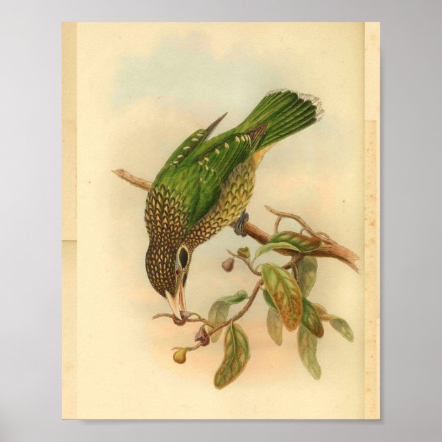 Impressão de Vintage Verde Amarelo de Aves de Caça (Frente)